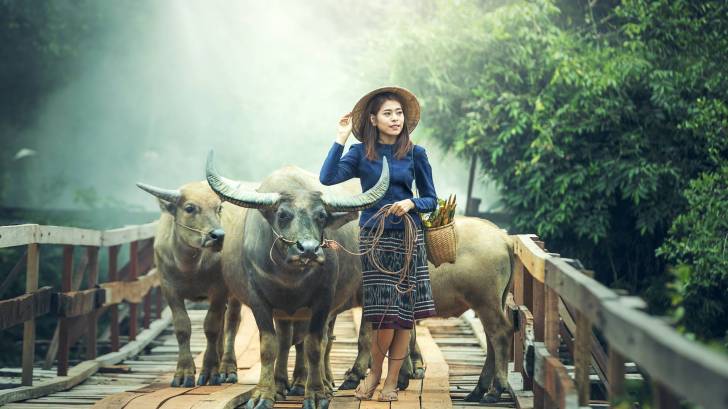 chinese woman with oxen on path
