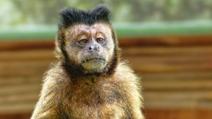 funny looking monkey