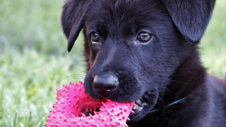 black german shepard with toy in mouth