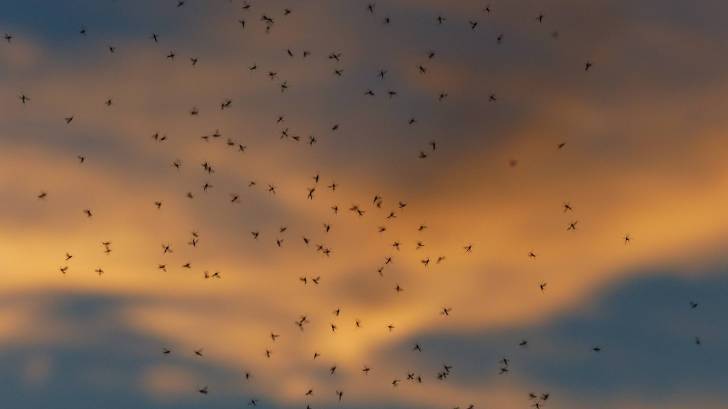 swarm of mosquitoes in the night sky