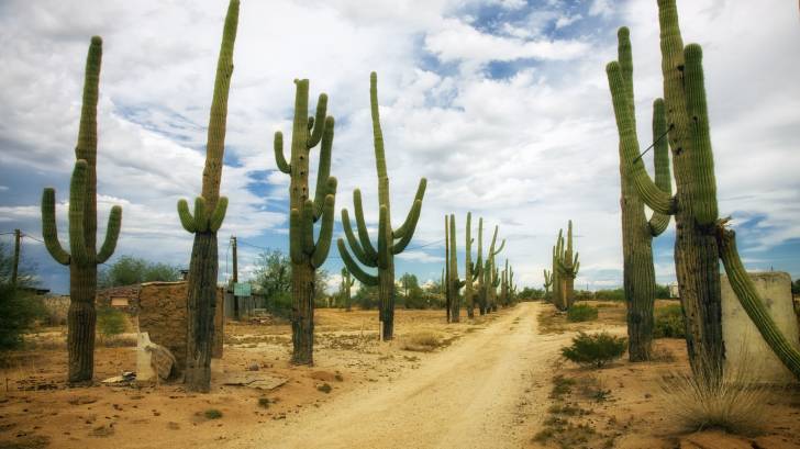 arizona cacti in the desert