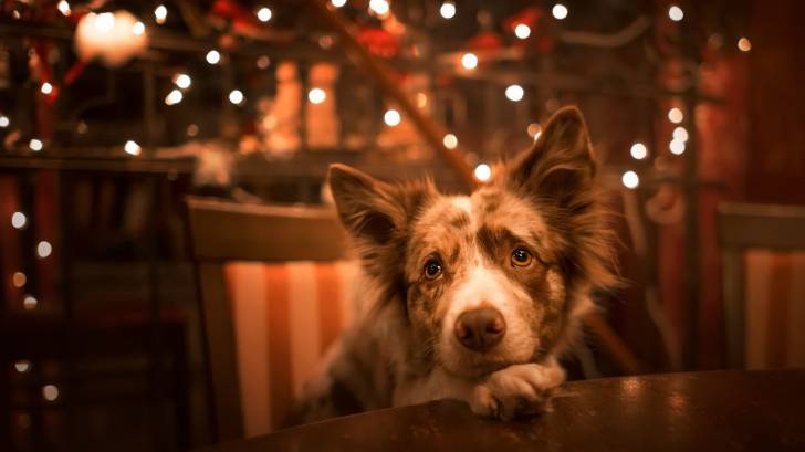dog at night with twinkle lights