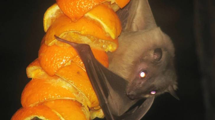 fruit bat on oranges
