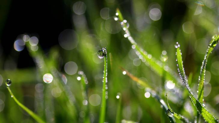 green grass with dew drops on it reflecting sun light