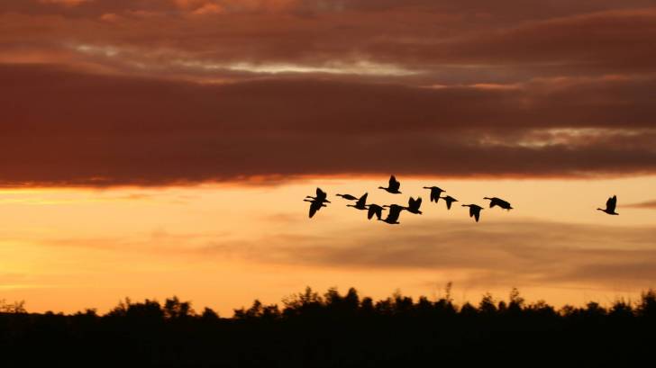 birds migrating at sun set