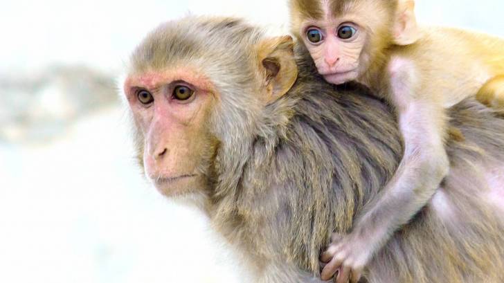 rhesus monkeys 