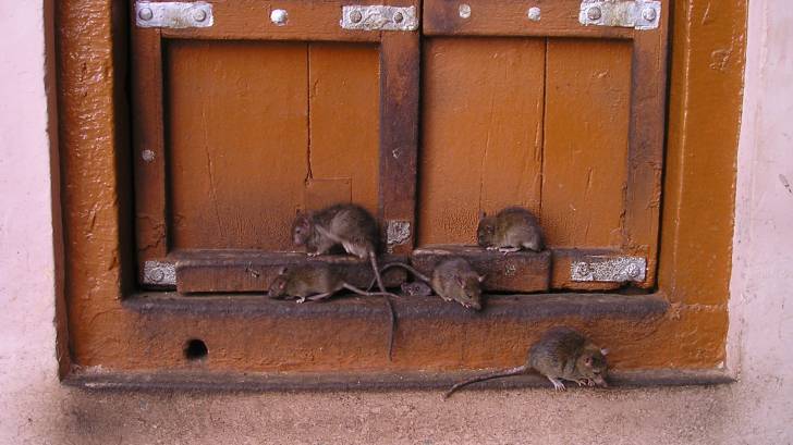 rats at a door stoop