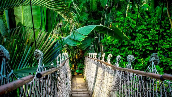amazon forest with suspension bridge