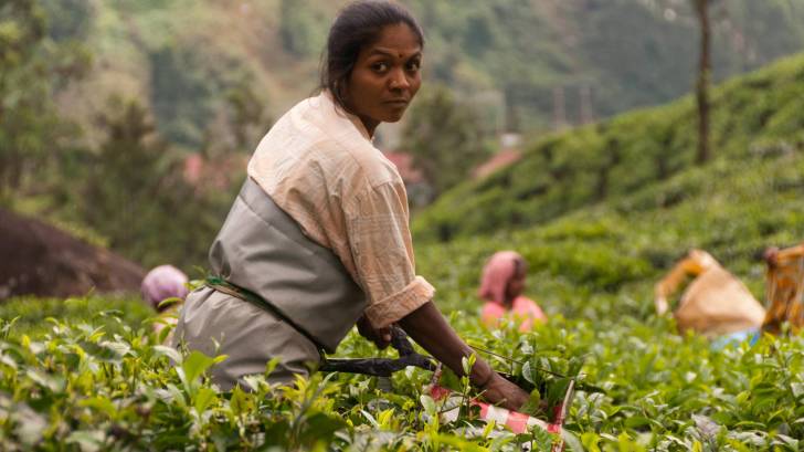 Indian women working on a tea plantation