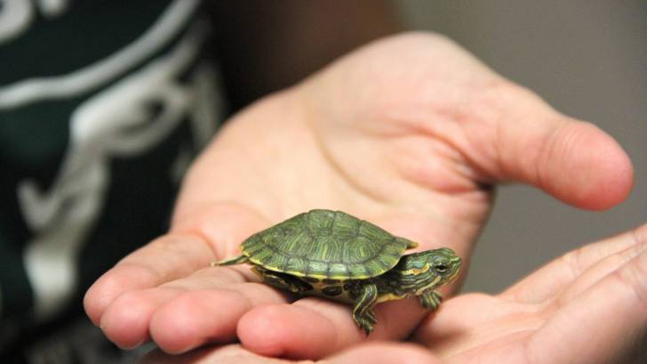 tiny turtle in childs hand