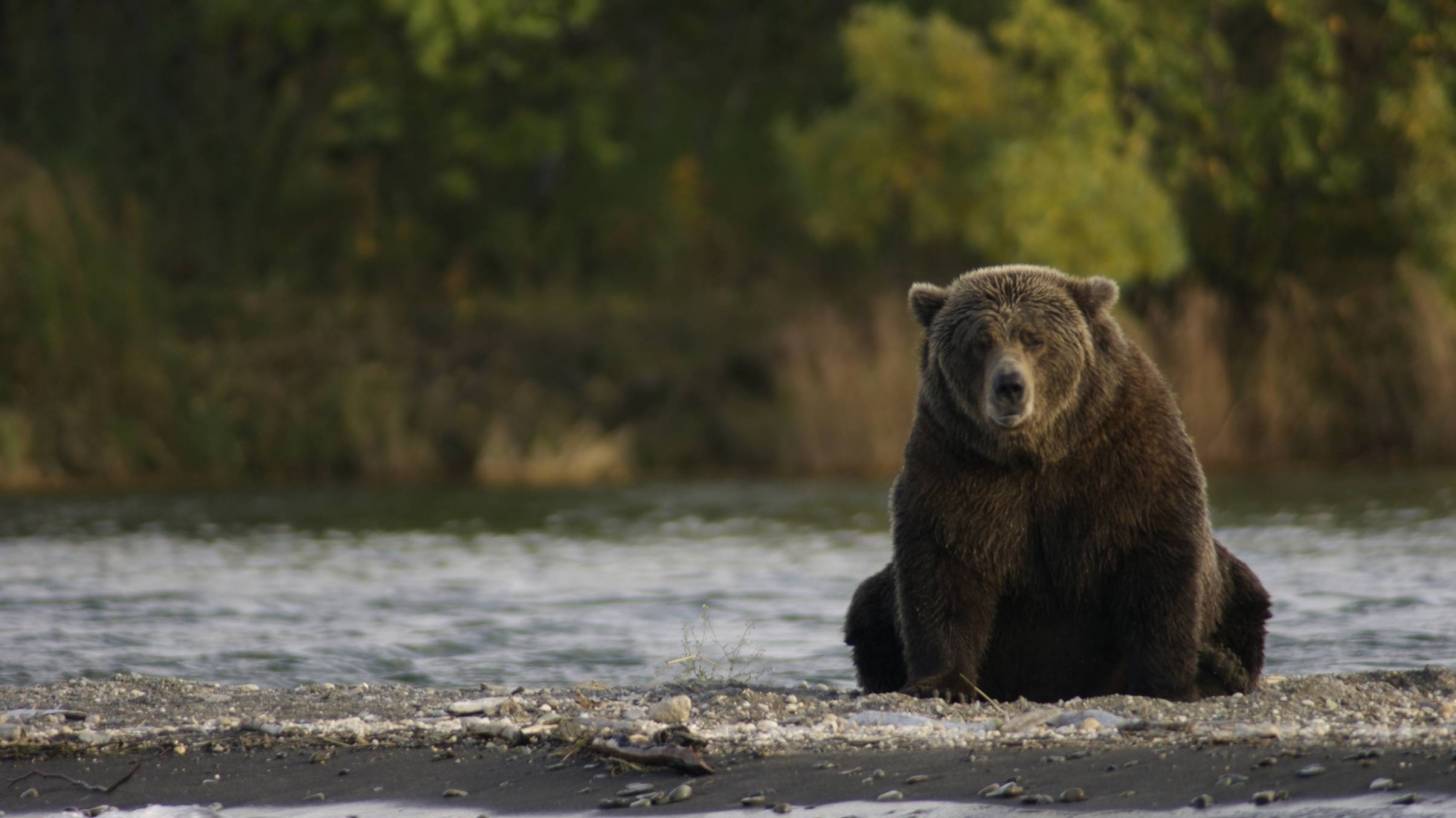Big brown bear in a stream, chubby cheeks