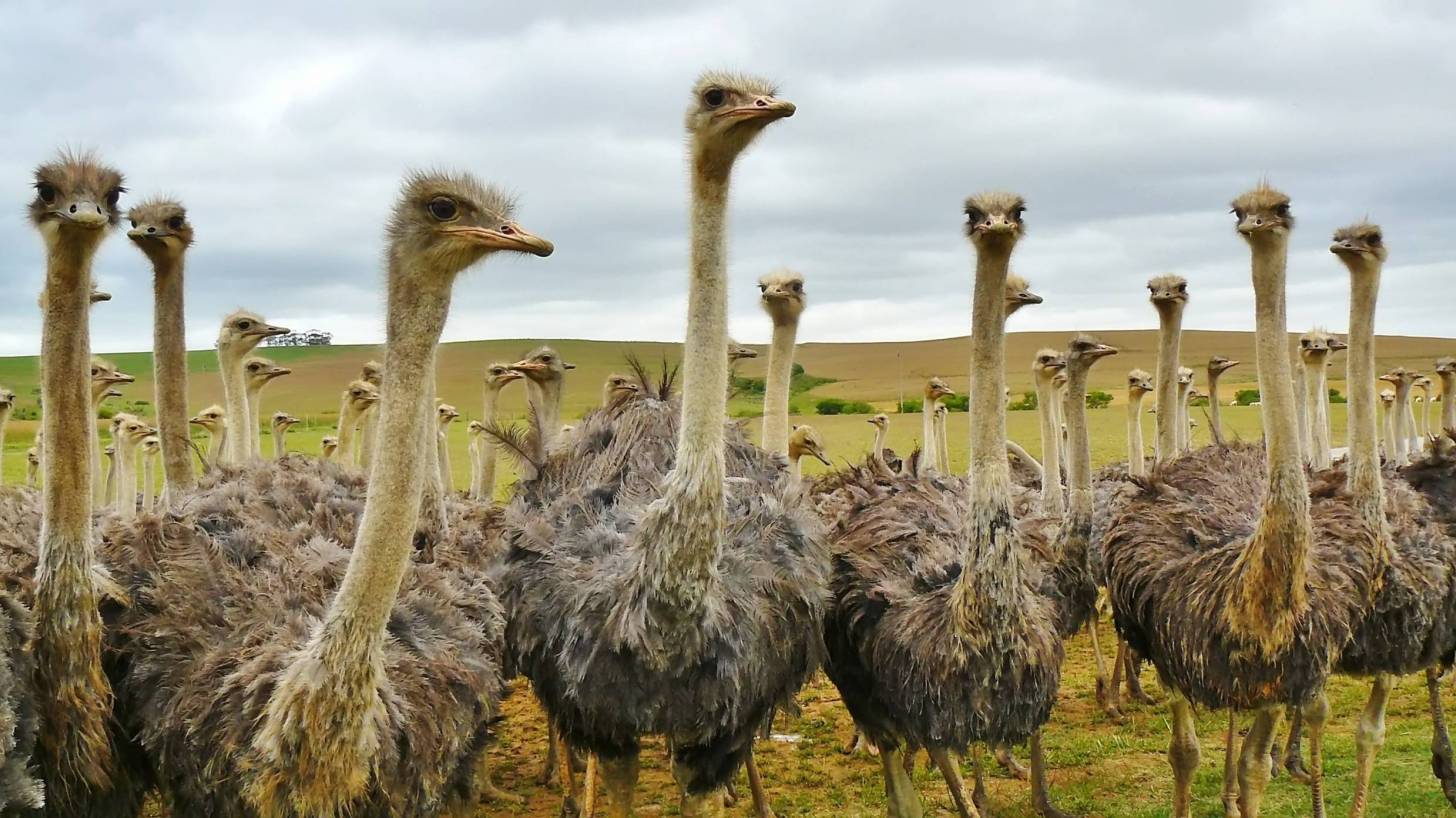 Flock of ostriches, carrier of the CCHF