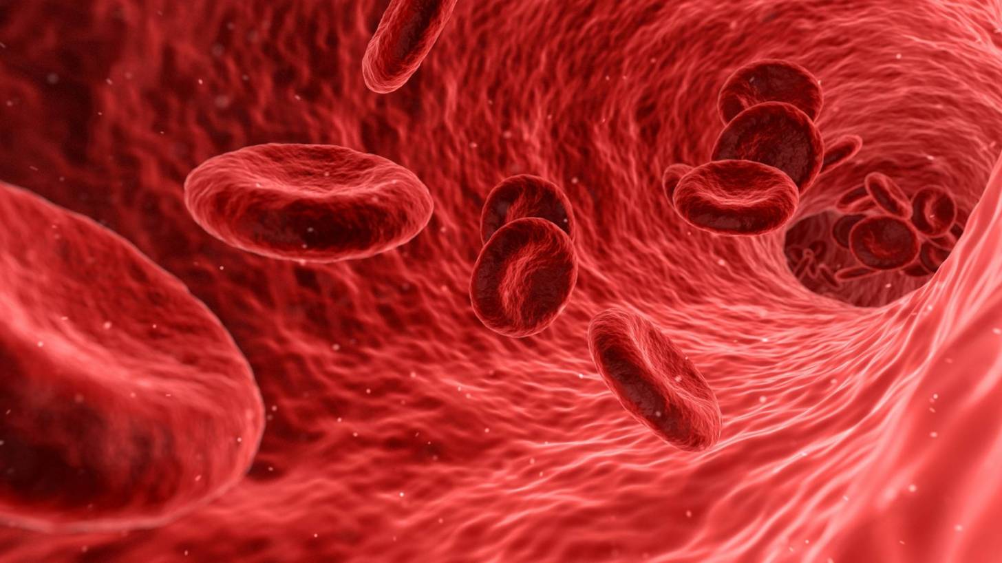 blood cells and plasma