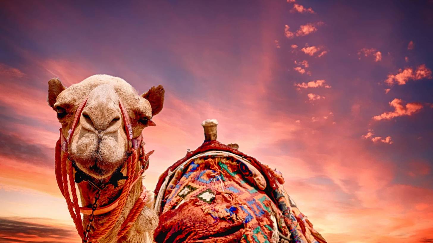 camel head at sunset