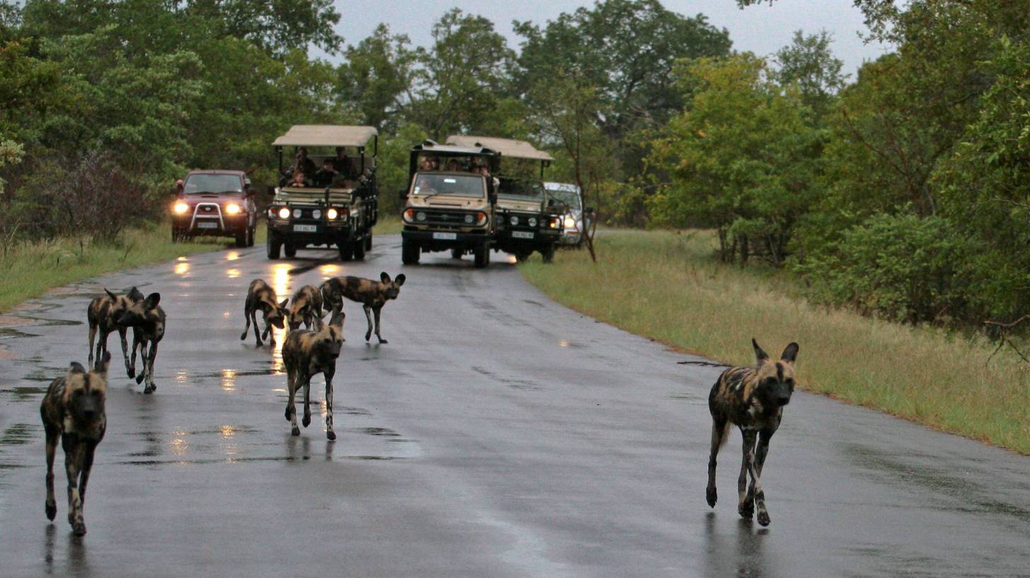 wild dogs are a road