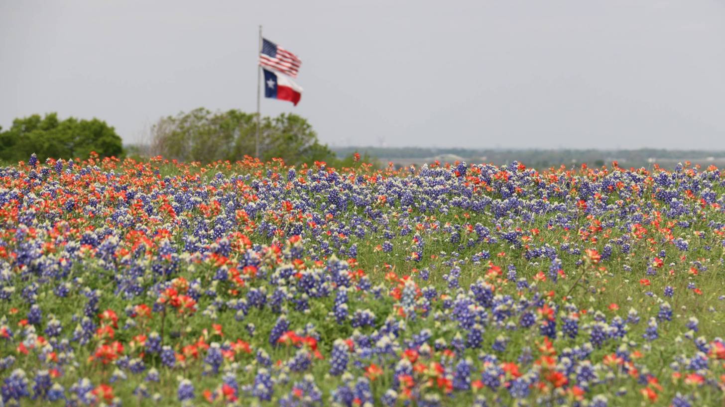 us and texas flags with wild floweres in the foreground