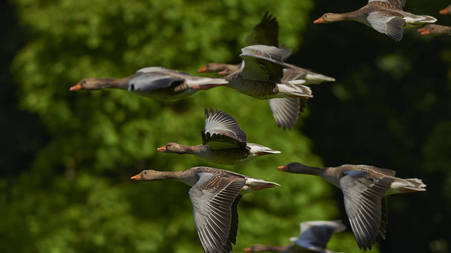 flock of geese flying