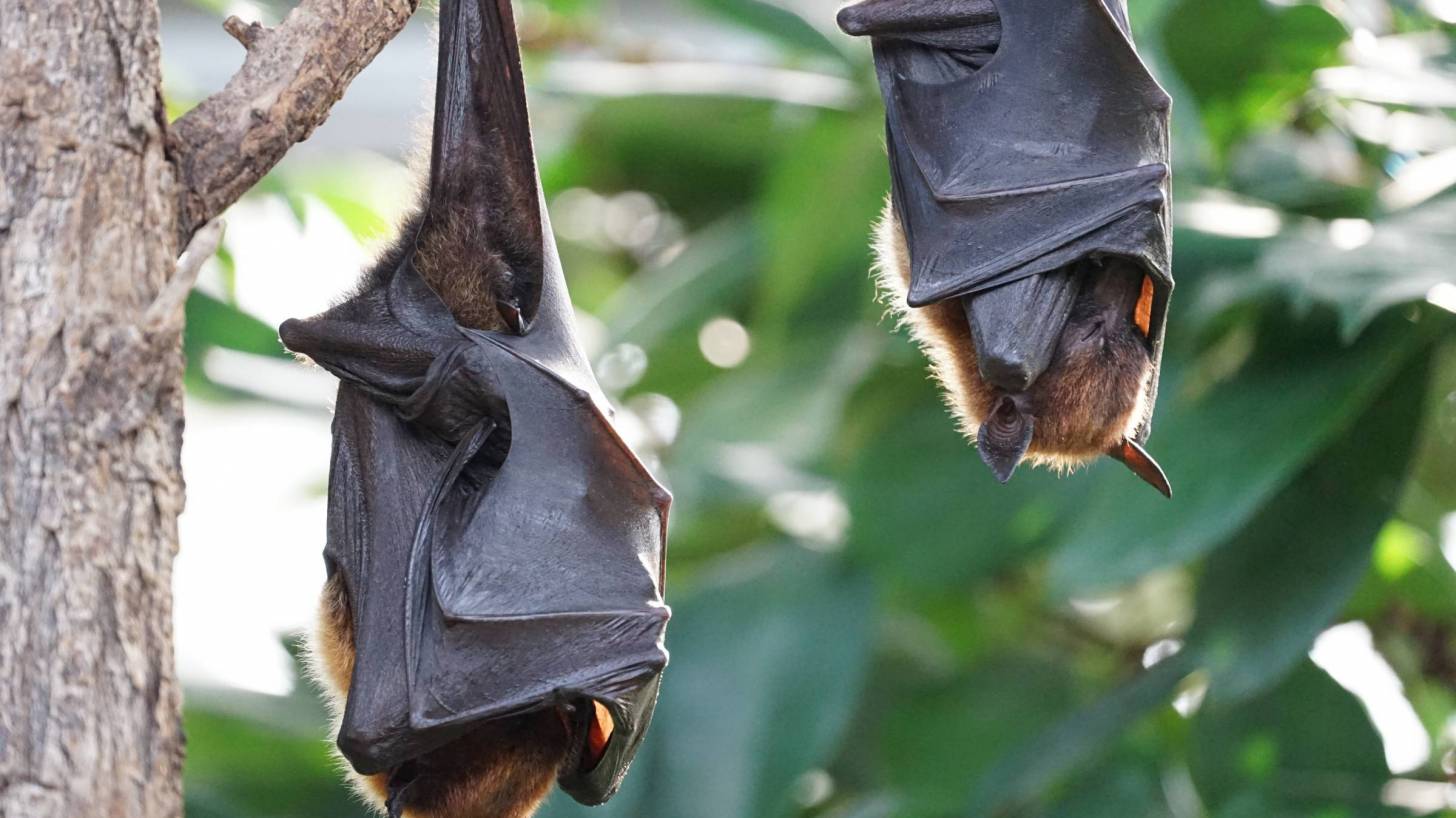 flying fox bats hanging from a tree branch