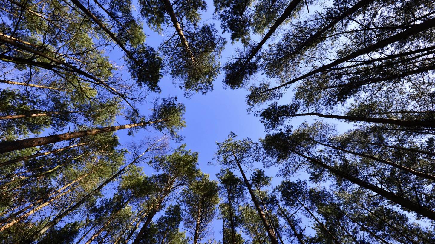 forest trees looking up through to the sky