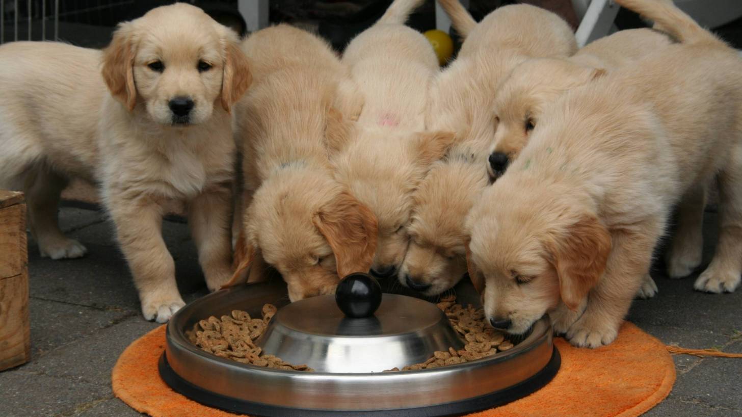 golden retriever puppies at food bowl