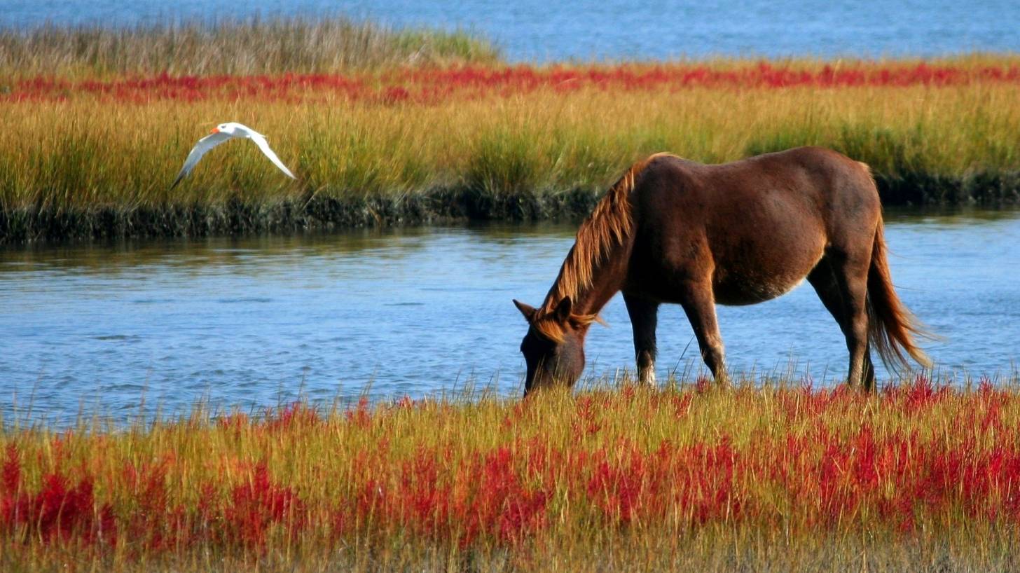 wild horse by water