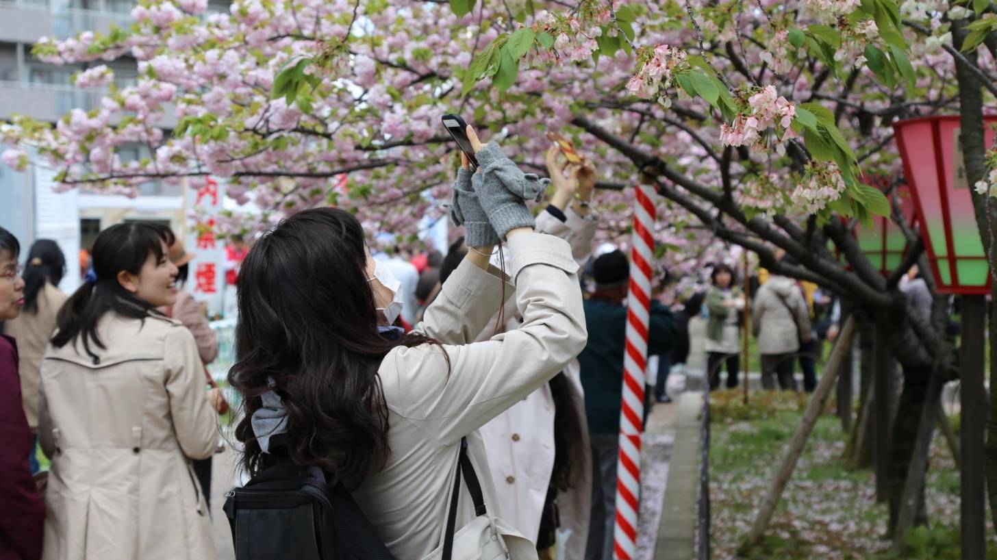 japanese women taking photos of cherry blossoms