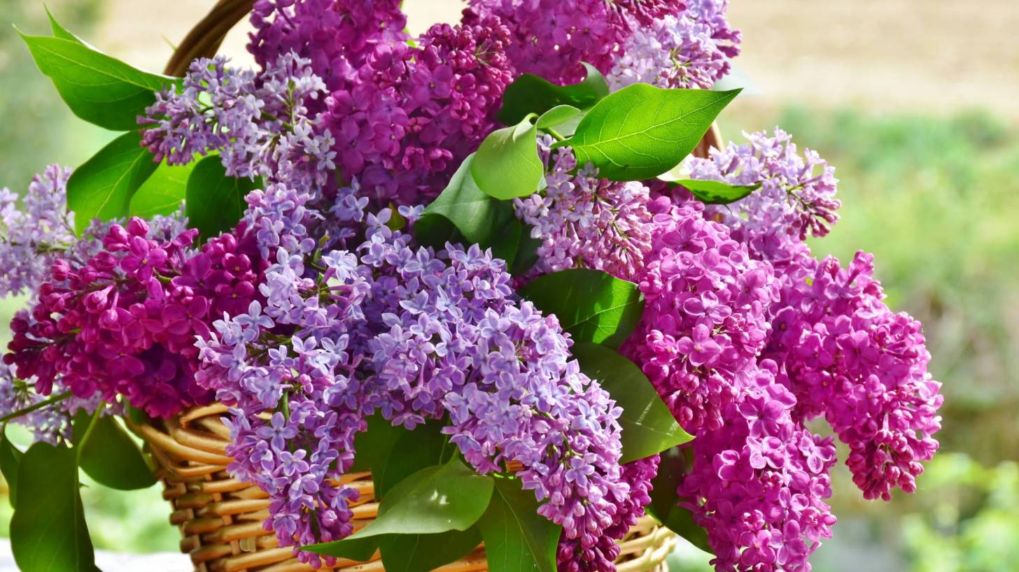 lilacs in a basket