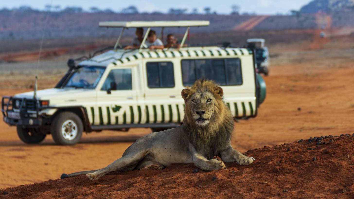 kenyan safari vehicle with a large lion laying in front of it