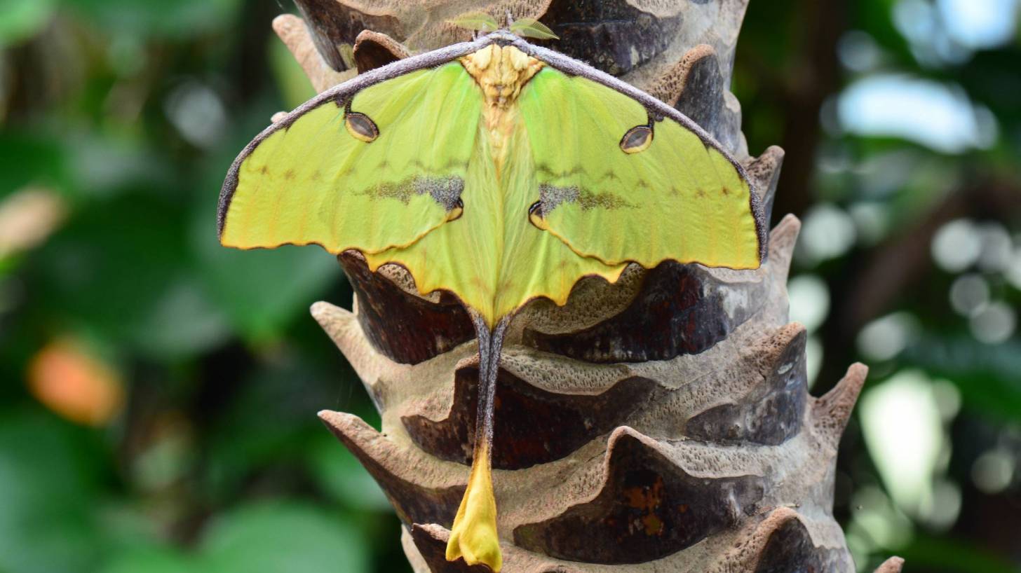 madagascar moth