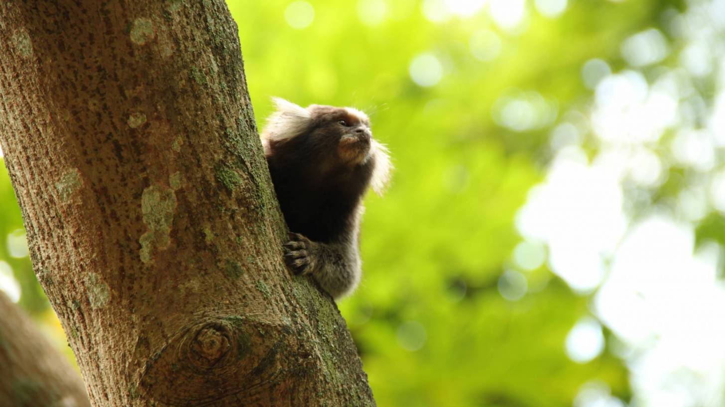 monkey in brazil forest