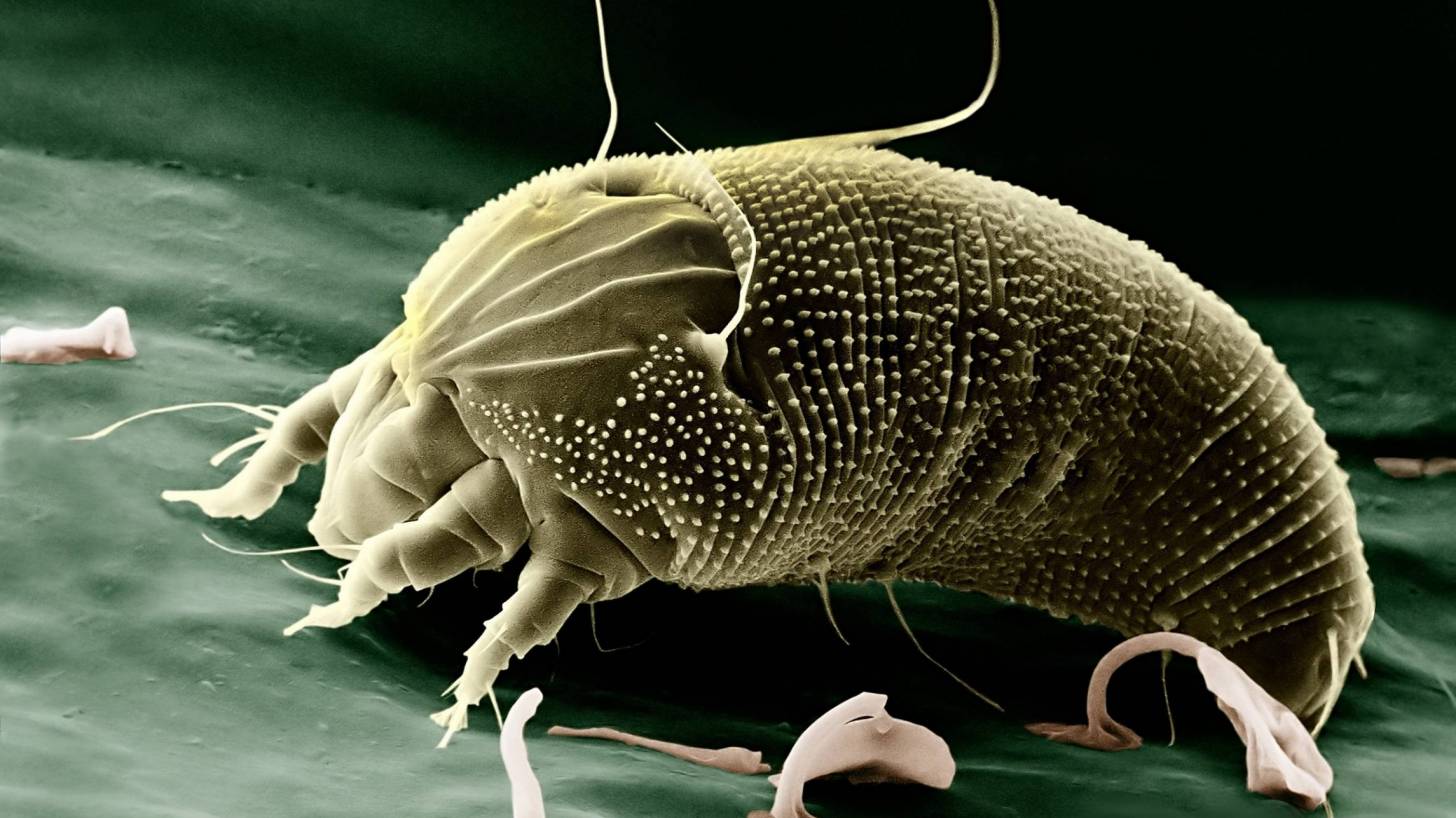 Magnified photo of a dust mite
