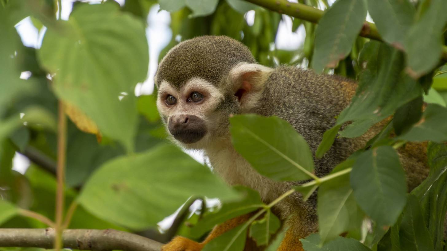 nigerian monkey