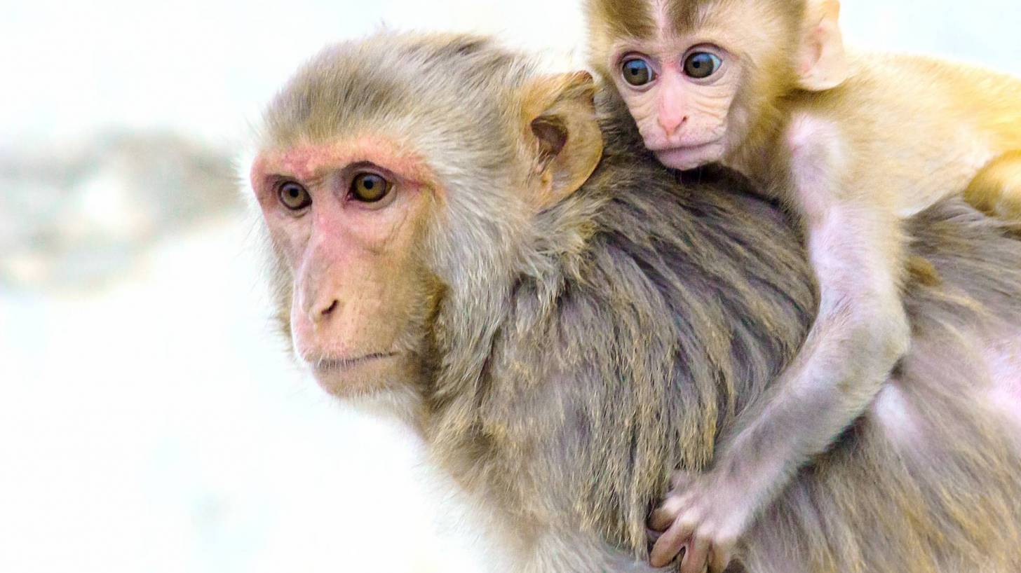 rhesus monkeys 