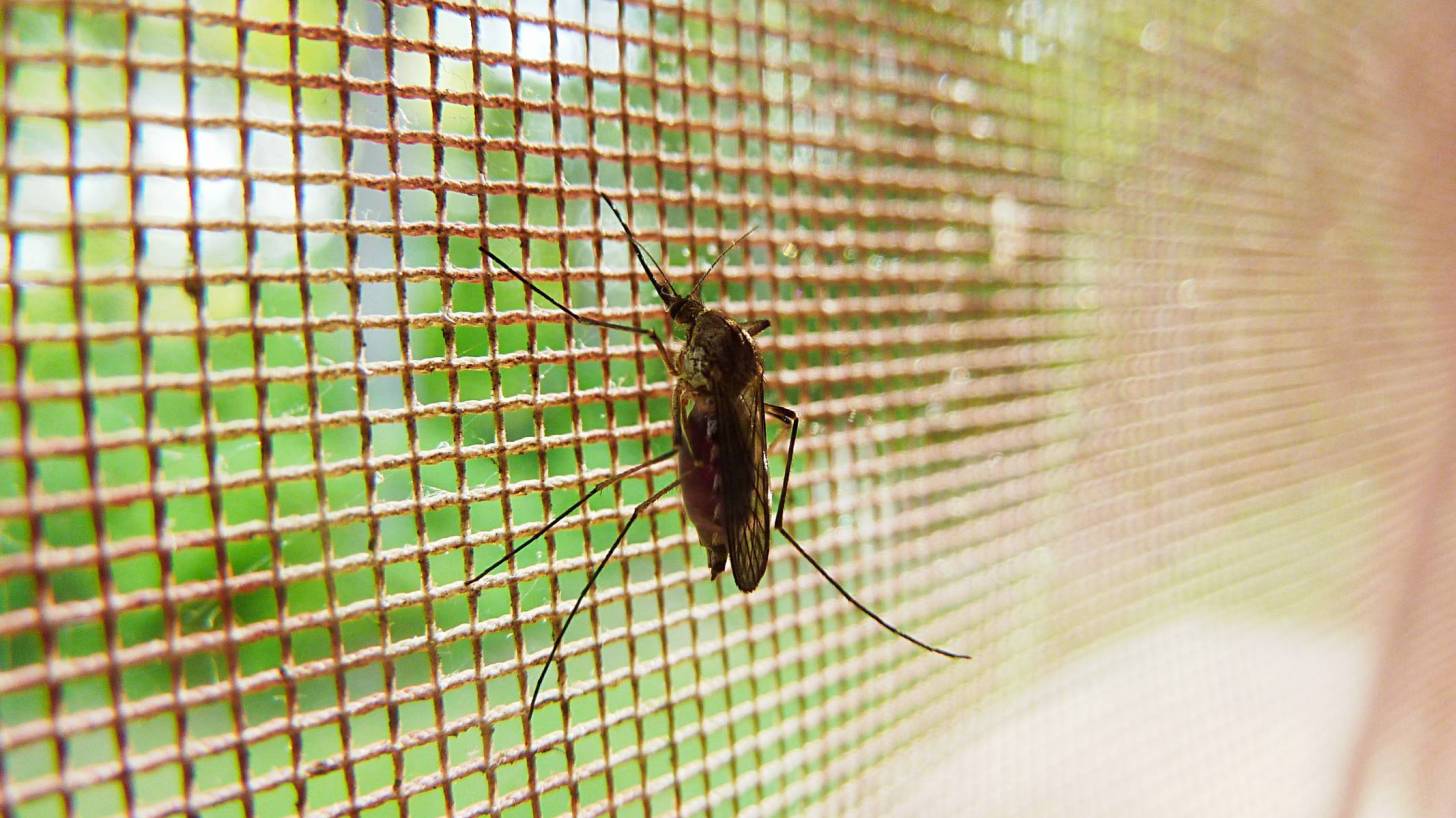 mosquito netting with a mosquito on it