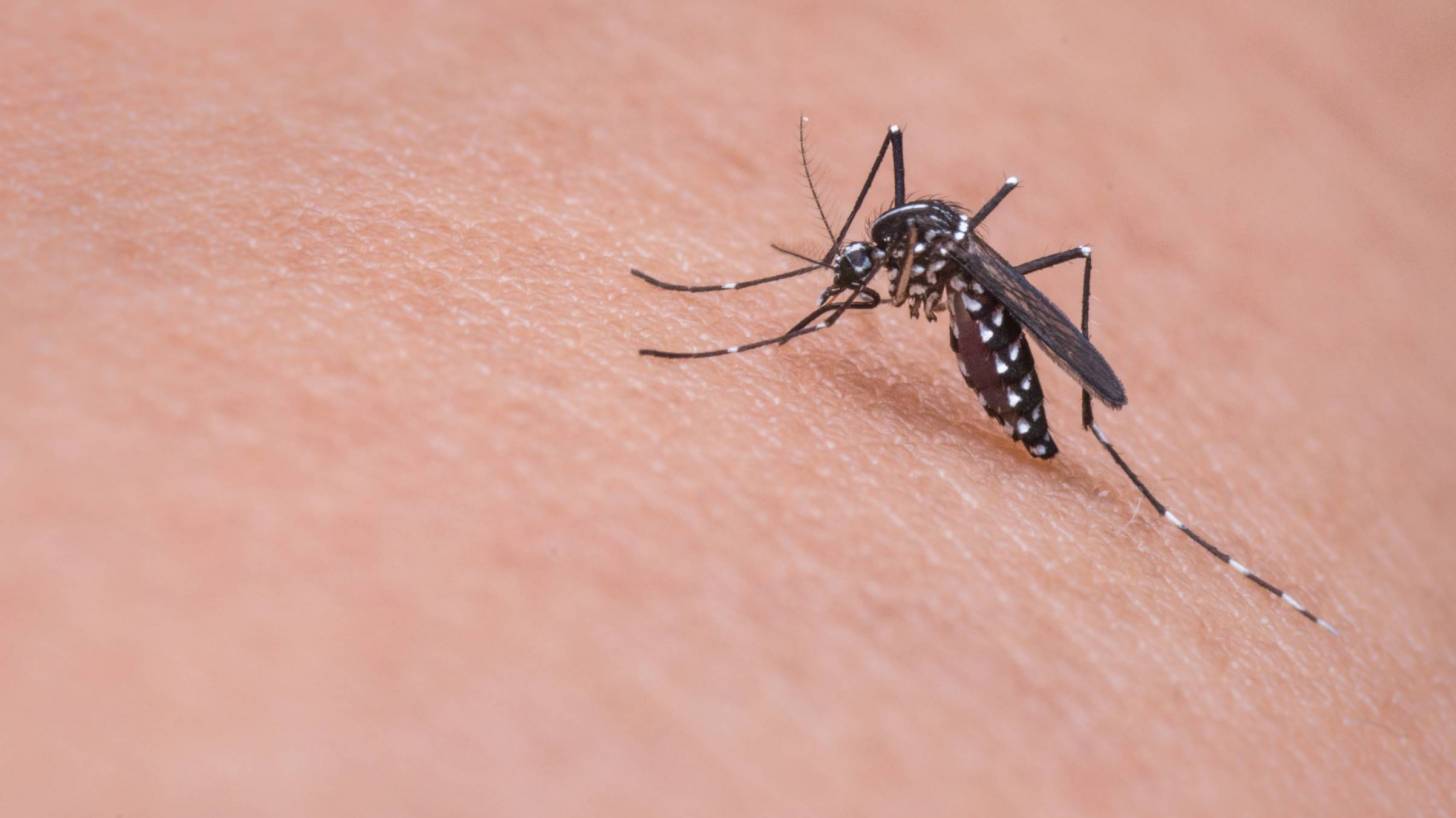 mosquito on person's arm