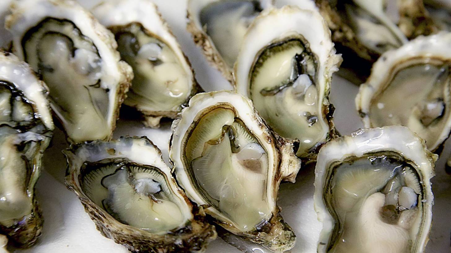 raw oysters on the half shell