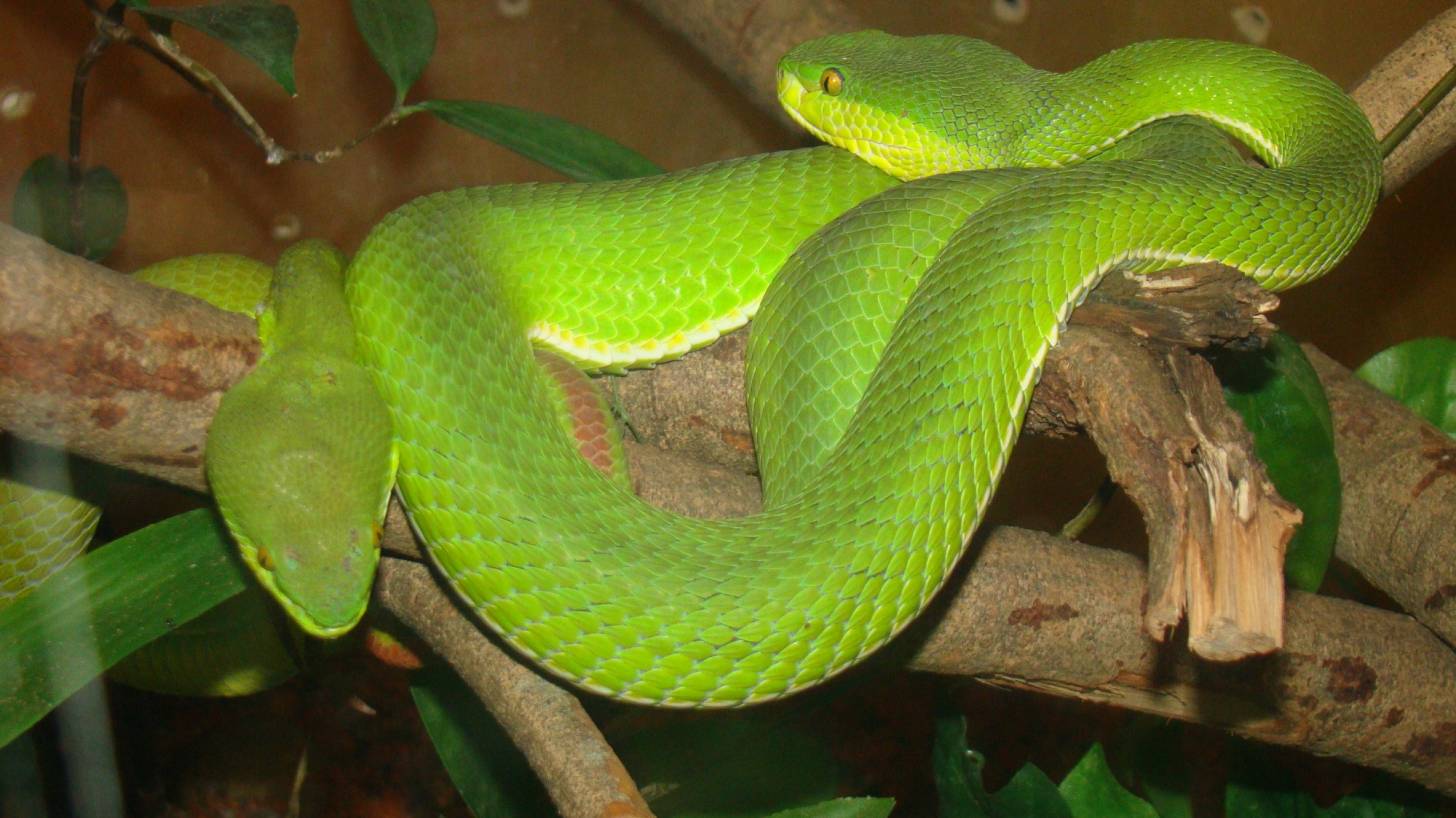 palm viper green snake deadly