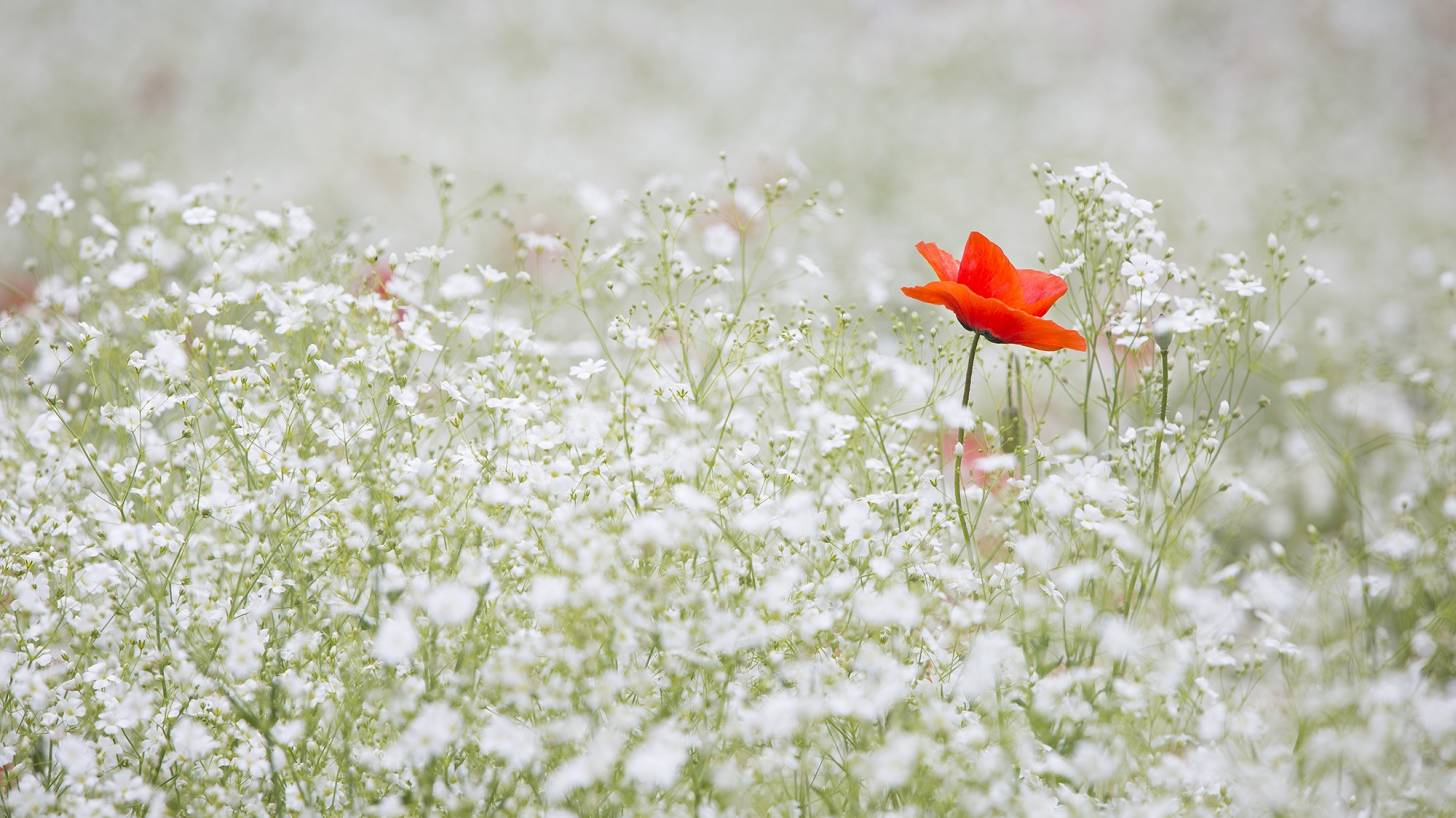 lone poppy in a field of white flowers