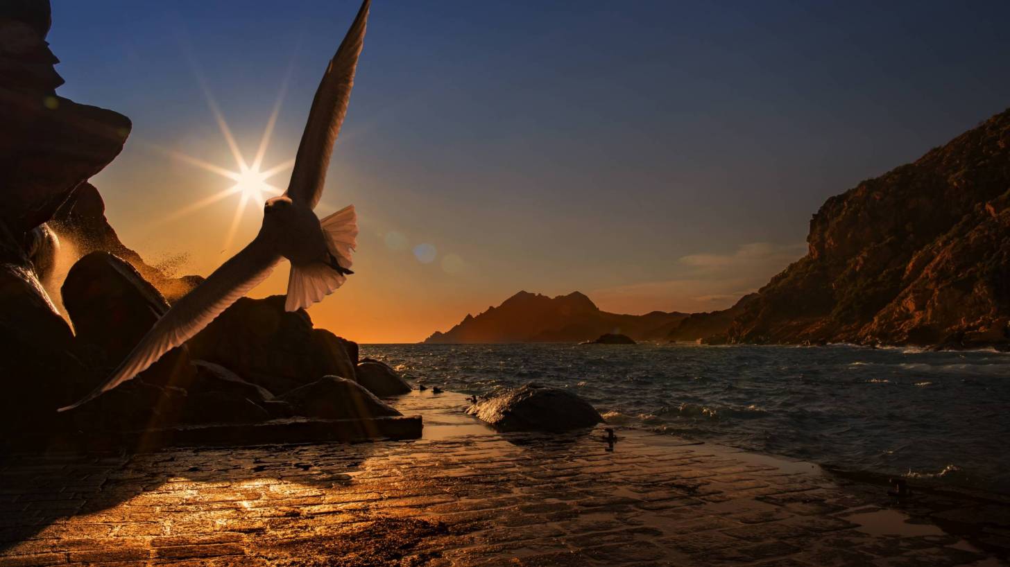 Bird flying in the sun setting sky
