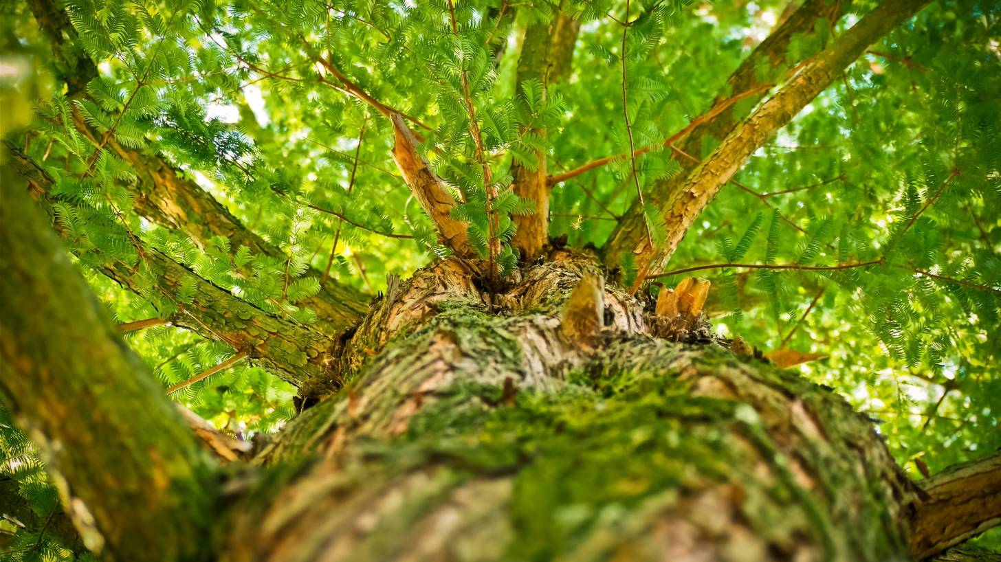 looking up into a large tree