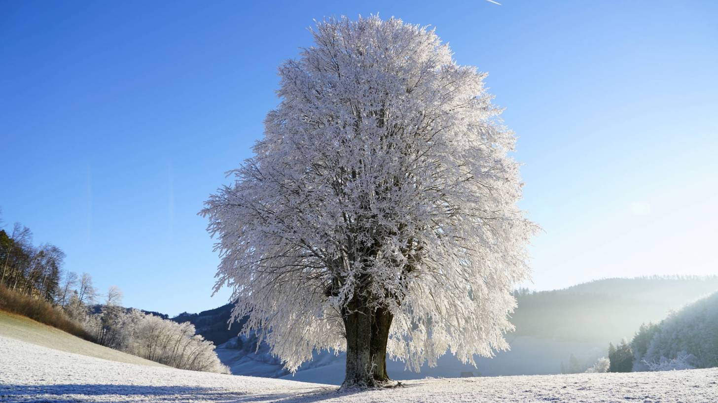 winter tree in the sun glistening