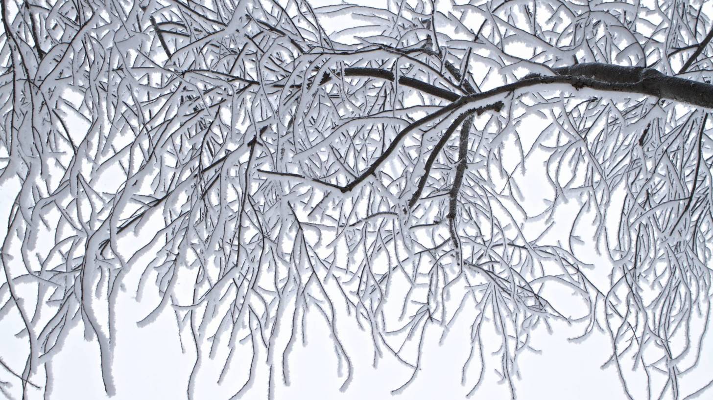 Frozen tree limbs winter scene