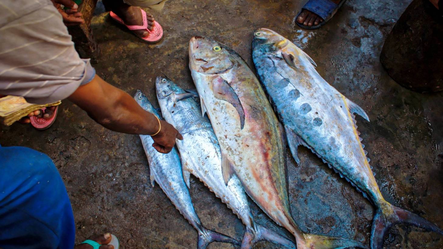 Raw tuna at fish market on the ground