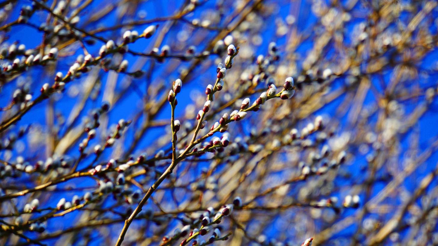 willow buds against the blue sky