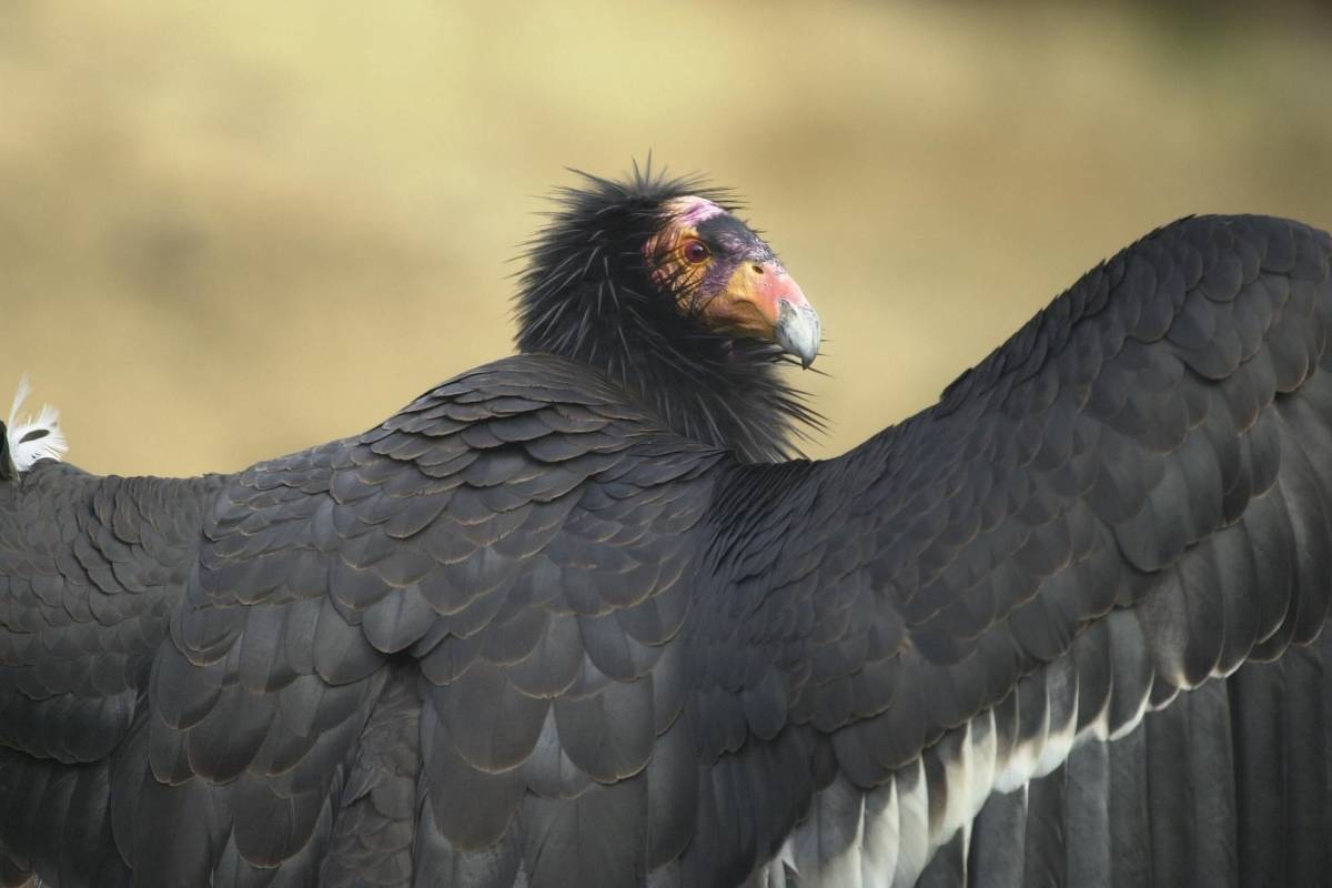 La gripe aviar sigue acabando con el ave más grande de Estados Unidos: vacunas de precisión