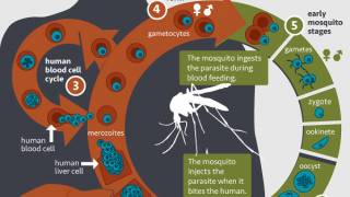 life cycle of malaria parasite
