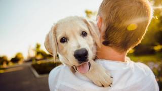 adorable golden puppy being held by owner