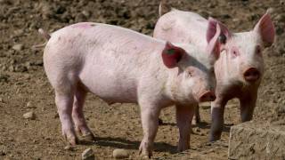 pigs who could carry nipah virus and transmit to humans