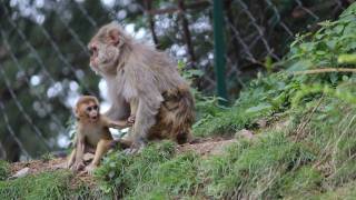 mom and baby monkey