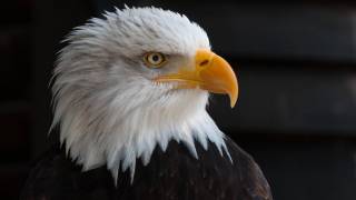 bald eagle symbol of usa strength